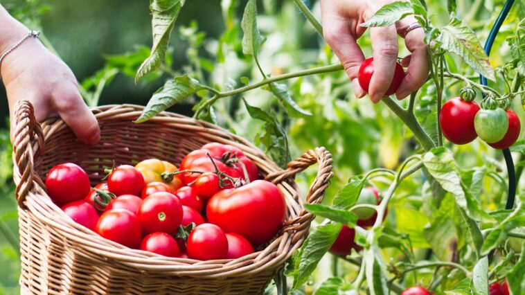 Easiest Tomatoes to Grow: 7 Foolproof Varieties