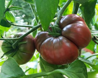 Black Krim tomatoes growing on vine