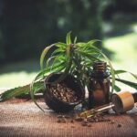 The Growing Popularity of CBD Products: Trends to Watch in the Industry