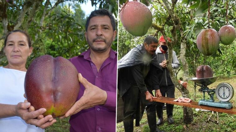 World's Heaviest Mango Weighing 4.25 Kgs Enters Guinness Ebook! Colombian Farmers Break the World Record By Growing Mega Fruit on Their Farm (See Pics)