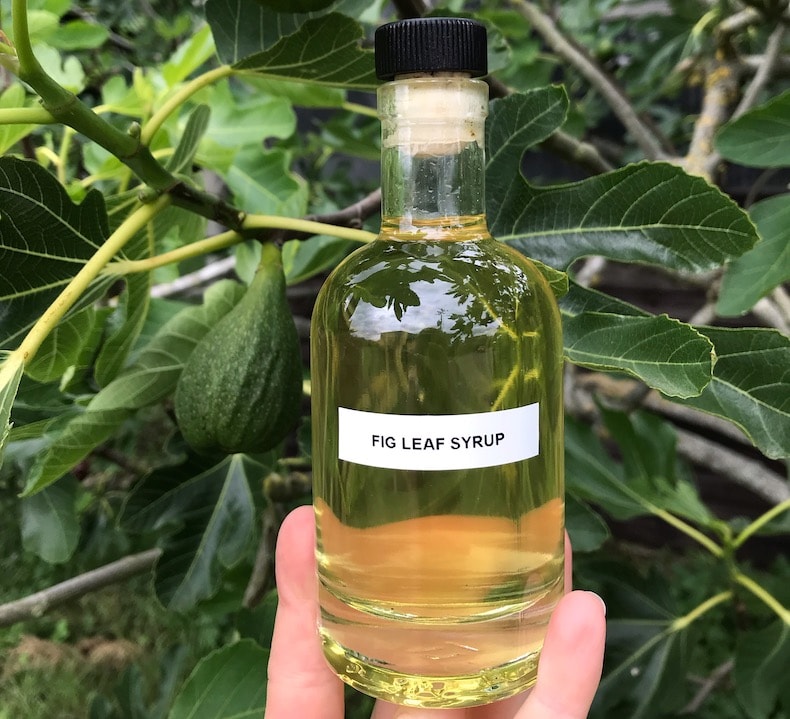 Fig leaf syrup in bottle