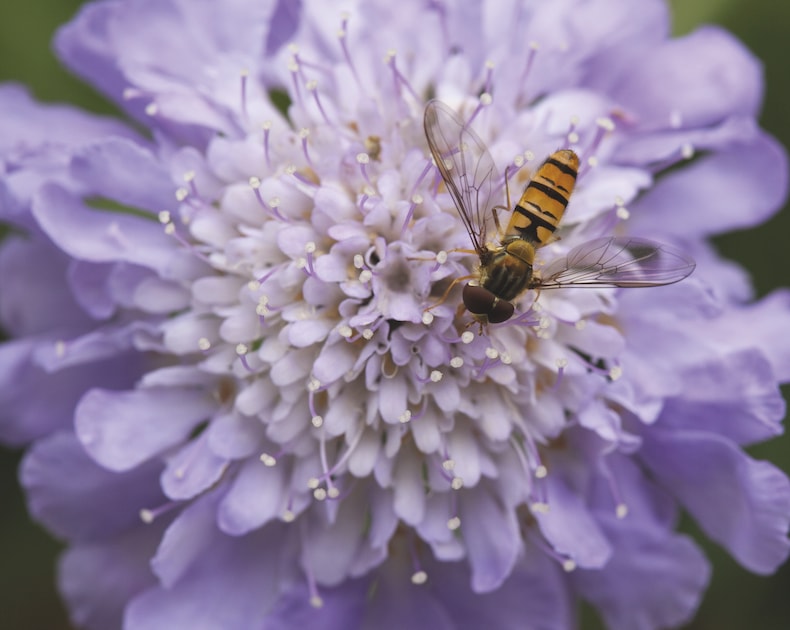Scabious 'Butterfly Blue' from Thompson & Morgan