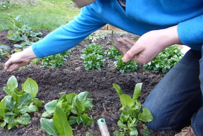 Sowing wildflower seeds in a vegetable garden