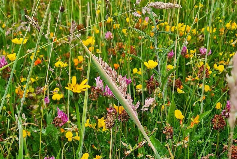 Well-managed wildflower meadow with different varieties