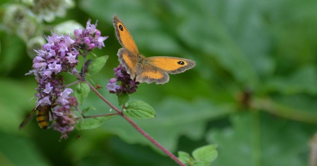 Big Butterfly Count and Best Plants for Butterflies
