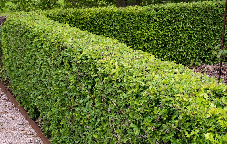Hawthorn cut into neat hedging