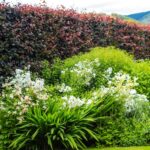 How to plant a bareroot hedge