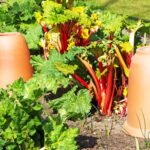 How to force rhubarb and the best early varieties| Blog at Thompson & Morgan