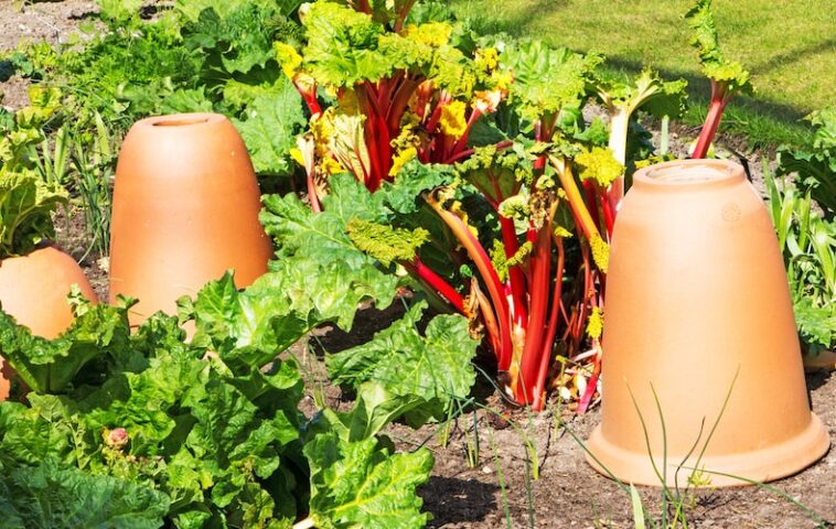 How to force rhubarb and the best early varieties| Blog at Thompson & Morgan