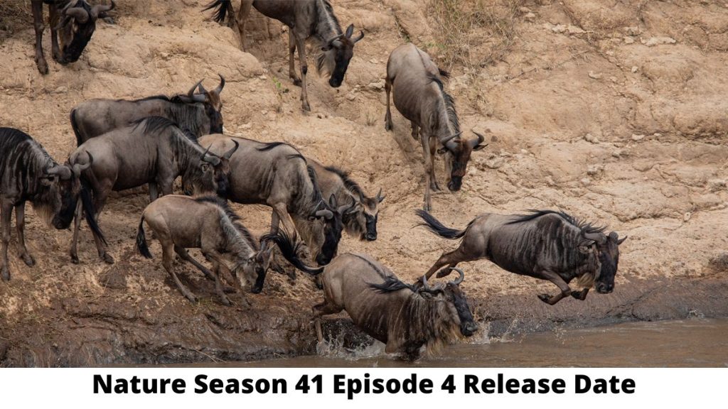 Nature Season 41 Episode 4 Release Date and Time, Countdown, When Is It Coming Out?