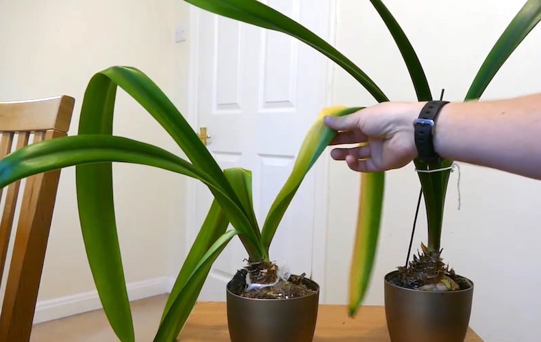 Drooping amaryllis leaves in pot