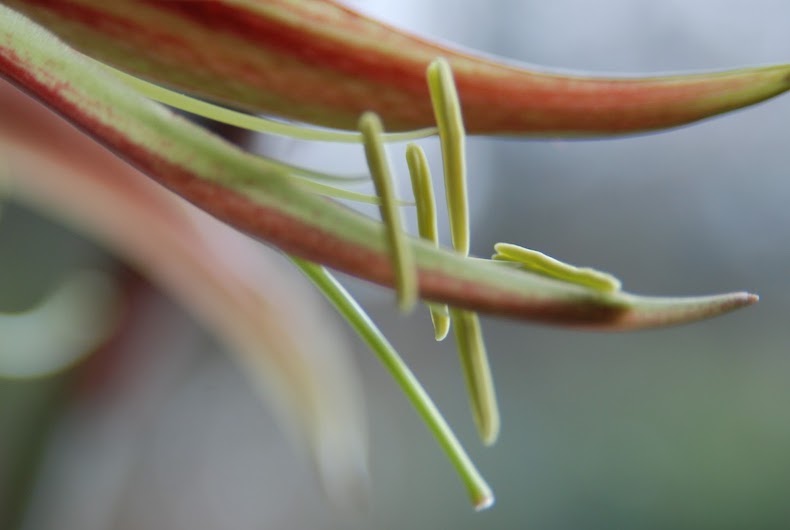 Closeup of amaryllis stamen