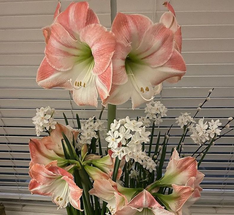 Amaryllis with paperwhite in pot