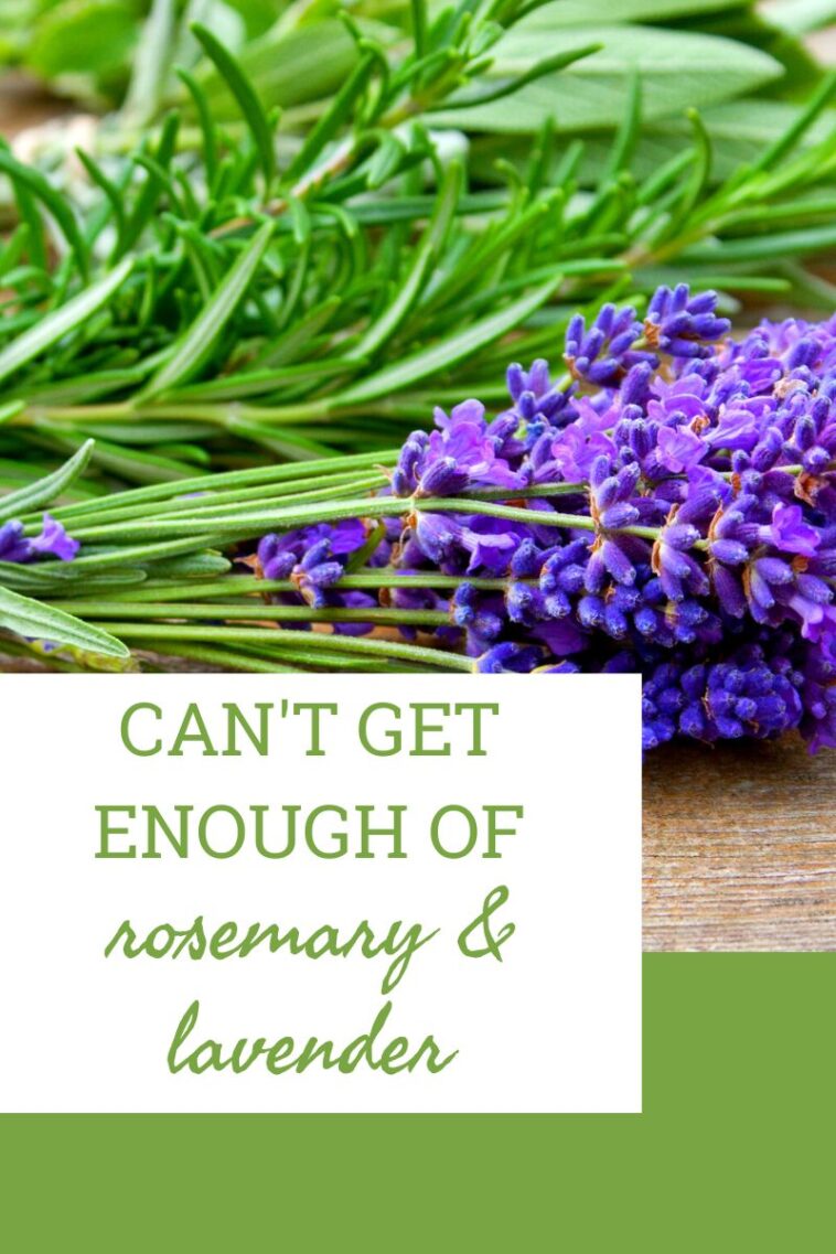 Can't Get Enough Rosemary And Lavender