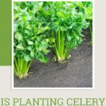 Is Planting Celery An Act Of Madness?