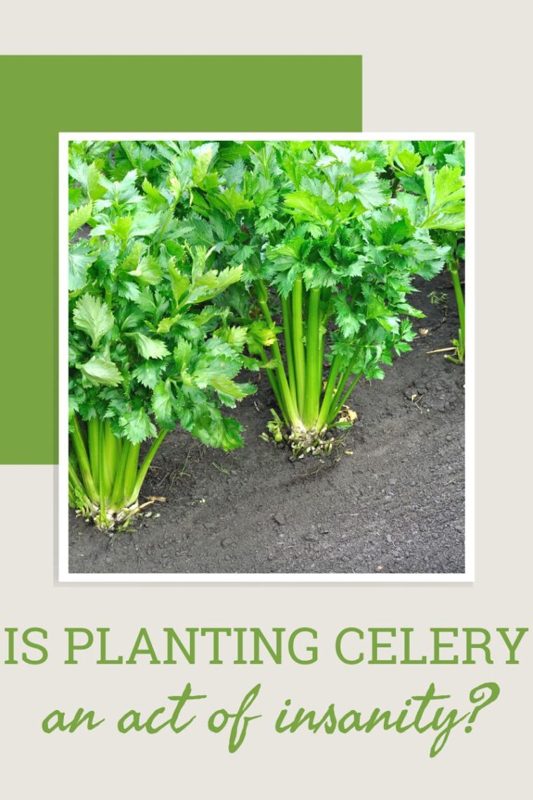 Is Planting Celery An Act Of Madness?