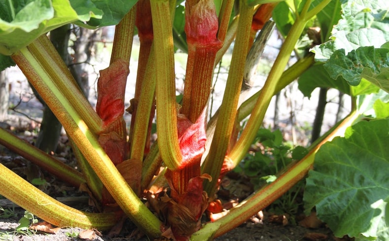 Rhubarb Timperly Early growing in ground