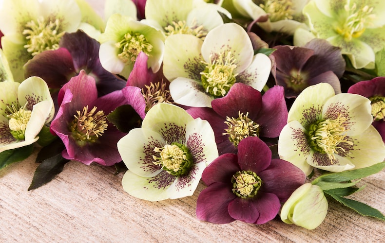 Purple and cream hellebores on wooden table