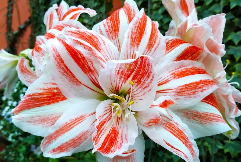 Red and white striped petals