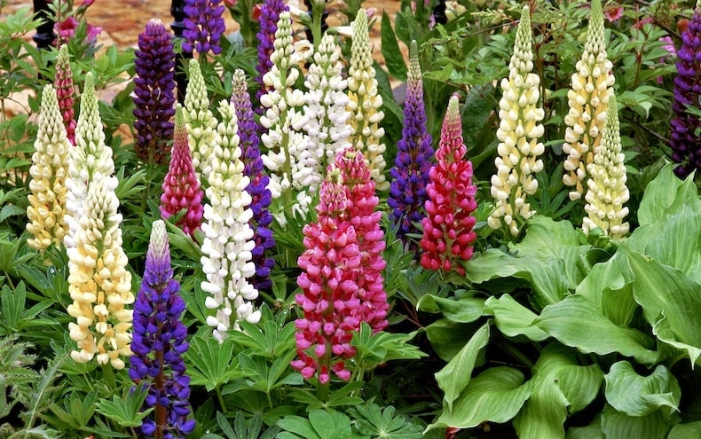 Compact lupin variety growing in borders
