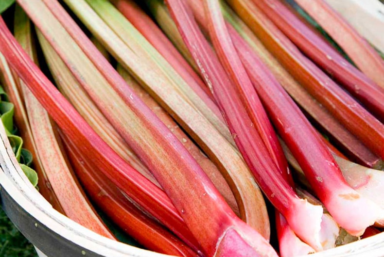 Early forced rhubarb in bowl
