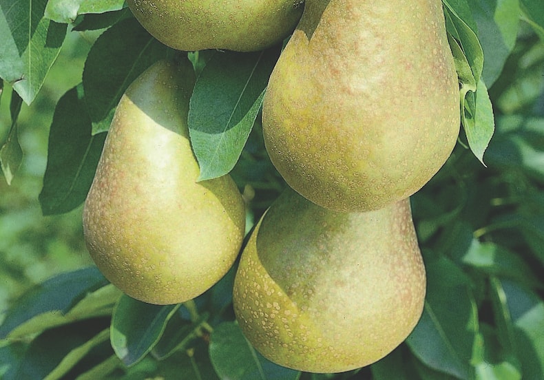 Group of four small pears