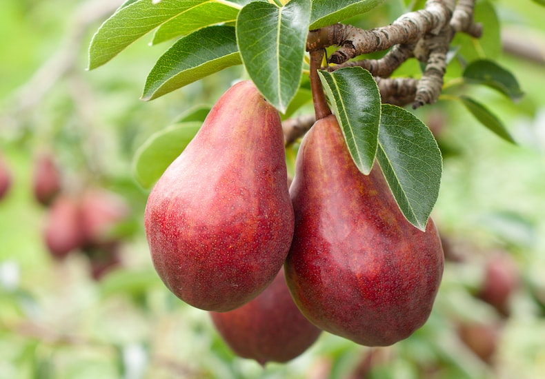 Red pear variety growing on tree