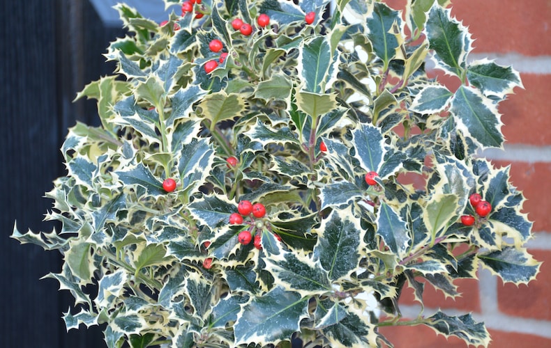 Holly growing with red berries