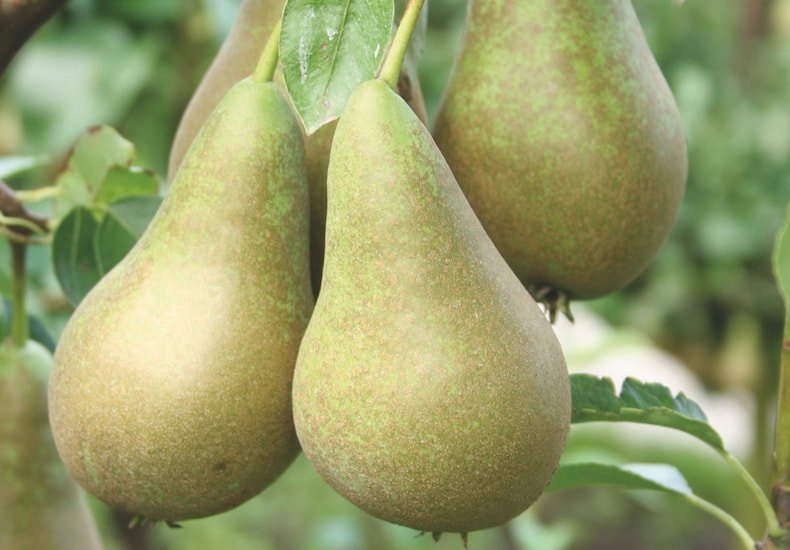 Two fruit of Pear Conference growing on tree