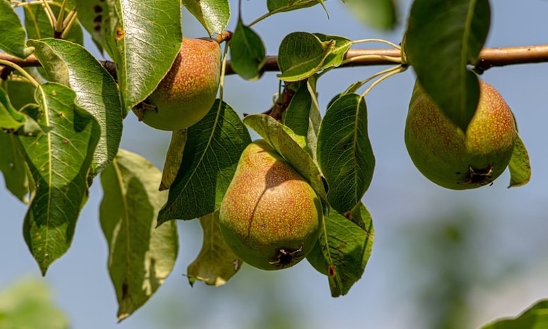 Pear trees ripening on branch