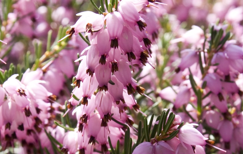 Pink heather with dark red tips