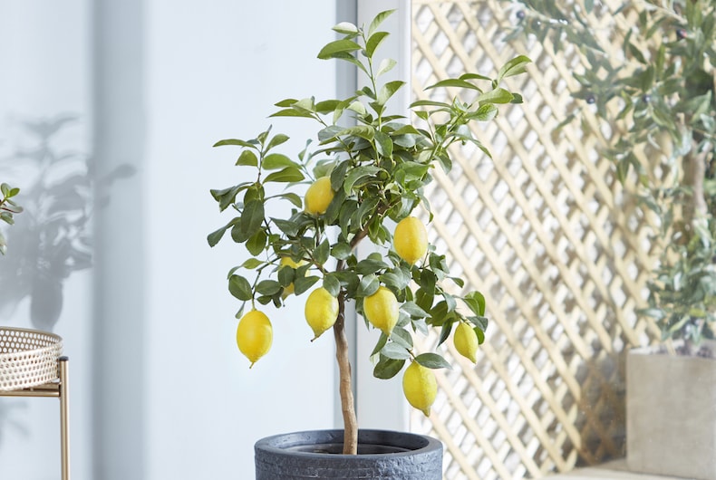 Potted lemon tree indoors