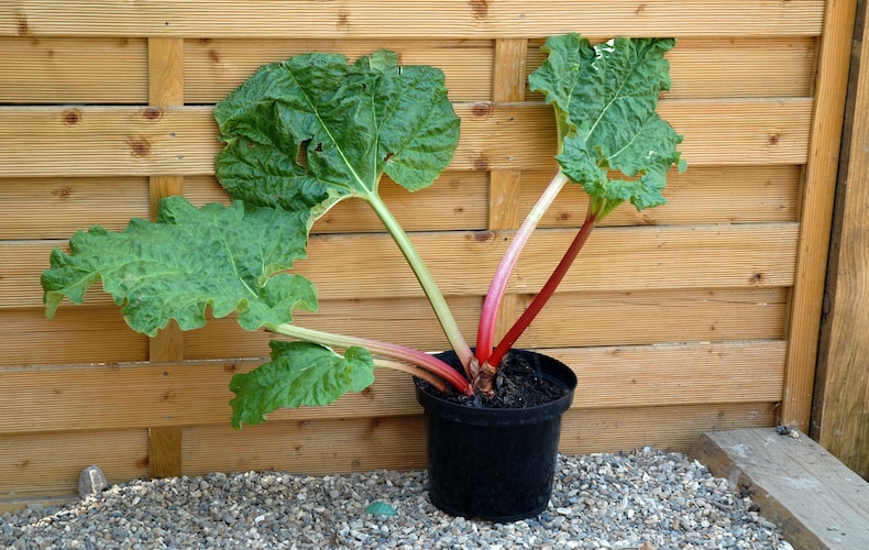 Rhubarb growing in pot with big leaves