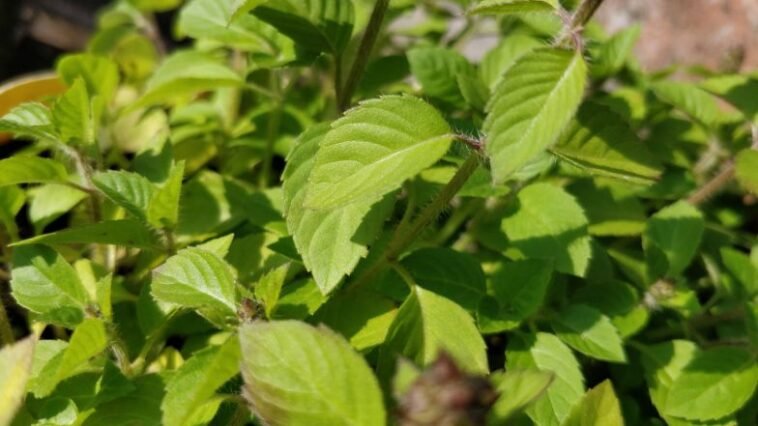Tulsi Vivah 2022: Why Is Tulsi Considered Sacred in Hinduism? Know Its Significance and Reasons Behind Worshipping the Holy Basil Plant