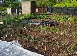Shady allotment plot with shed in background