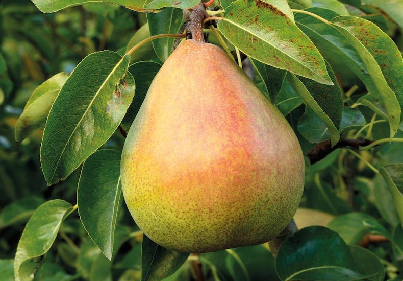 Singular pear 'Doyenné du Comice' from T&M on a tree