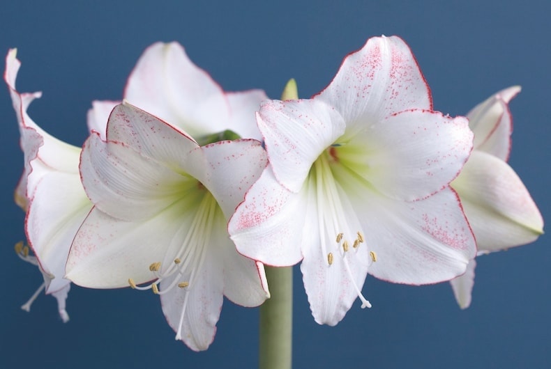 White amaryllis with red tipped petals