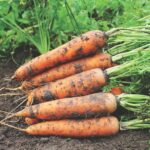 Carrots and parsnips masterclass: best expert content
