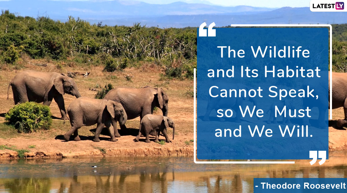 Wildlife Conservation Day 2022 Images and HD Wallpapers for Free Download On-line: Quotes, Messages and Sayings To Mark The Global Observance
