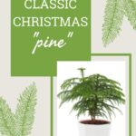 Classic Christmas “Pine”