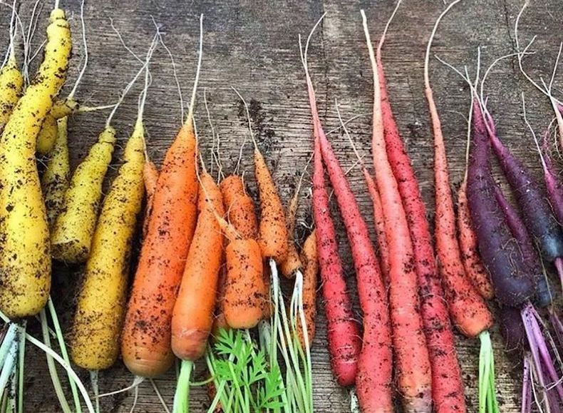 Collection of rainbow carrots on wooden table