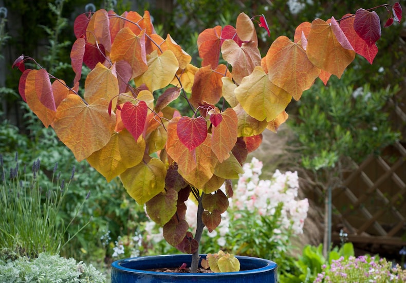 Autumnal coloured leaves of Cercis canadensis ‘Eternal Flame’