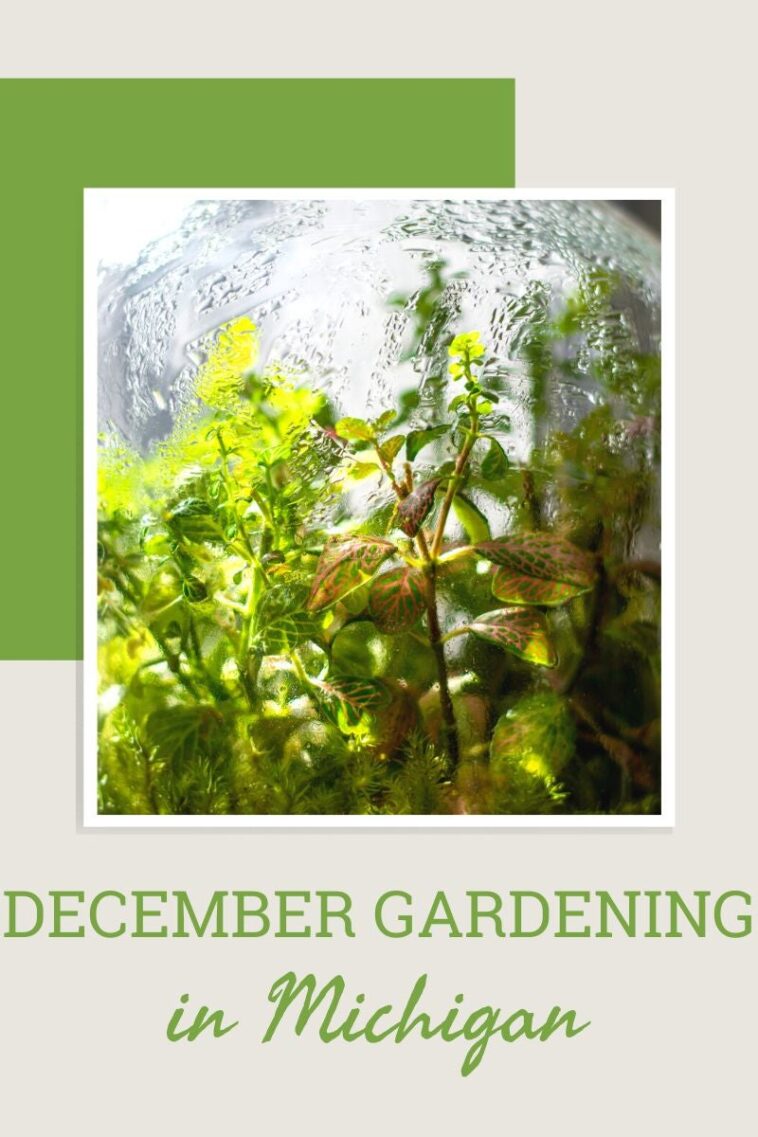 December Gardening In Michigan
