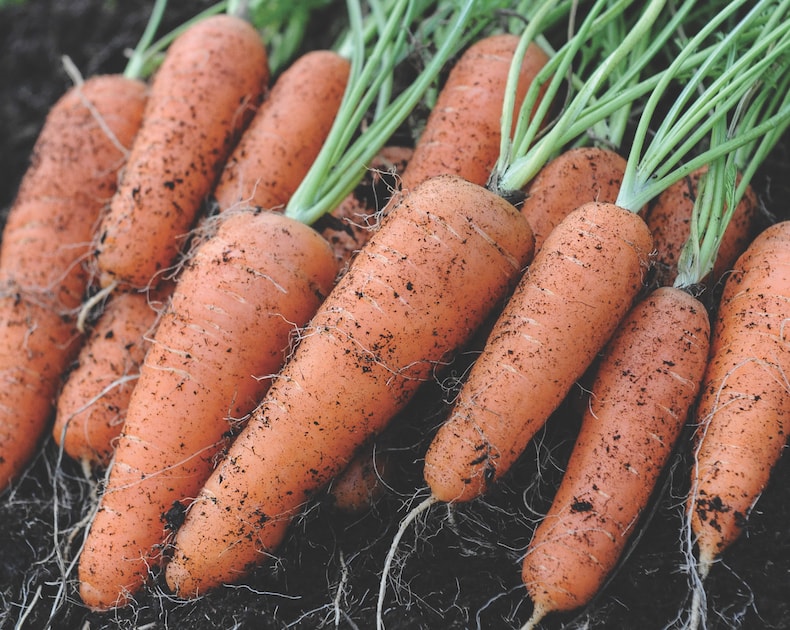 Freshly harvested carrots on earth