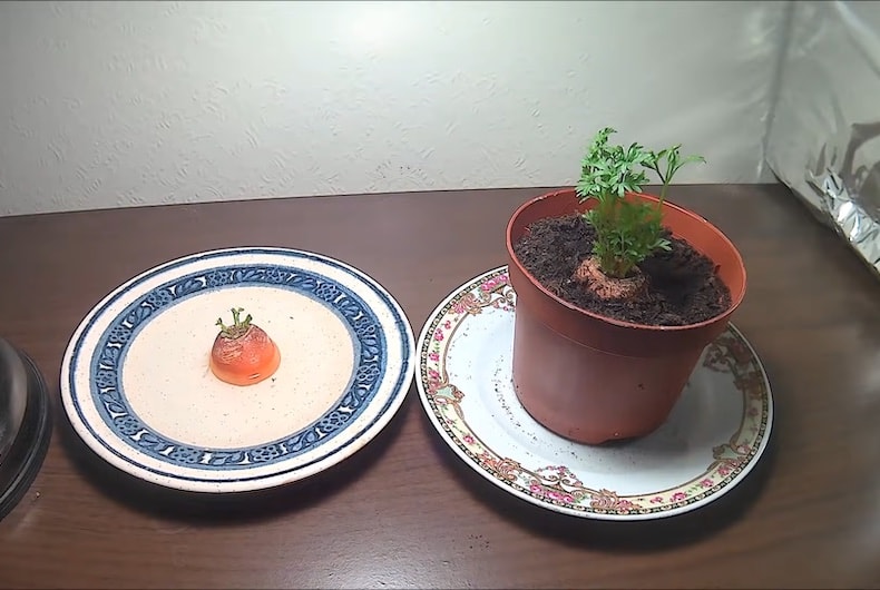 Growing carrot tops in pot