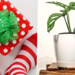 Secret Santa Gifts for Christmas 2022: From Funky Socks to Indoor Crops; 5 Budget-Friendly Presents That Will Save You This Festive Season
