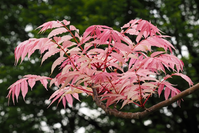 Pink leaves of Toona sinensis 'Flamingo'