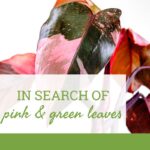 In Search Of A Houseplant With Pink And Green Leaves