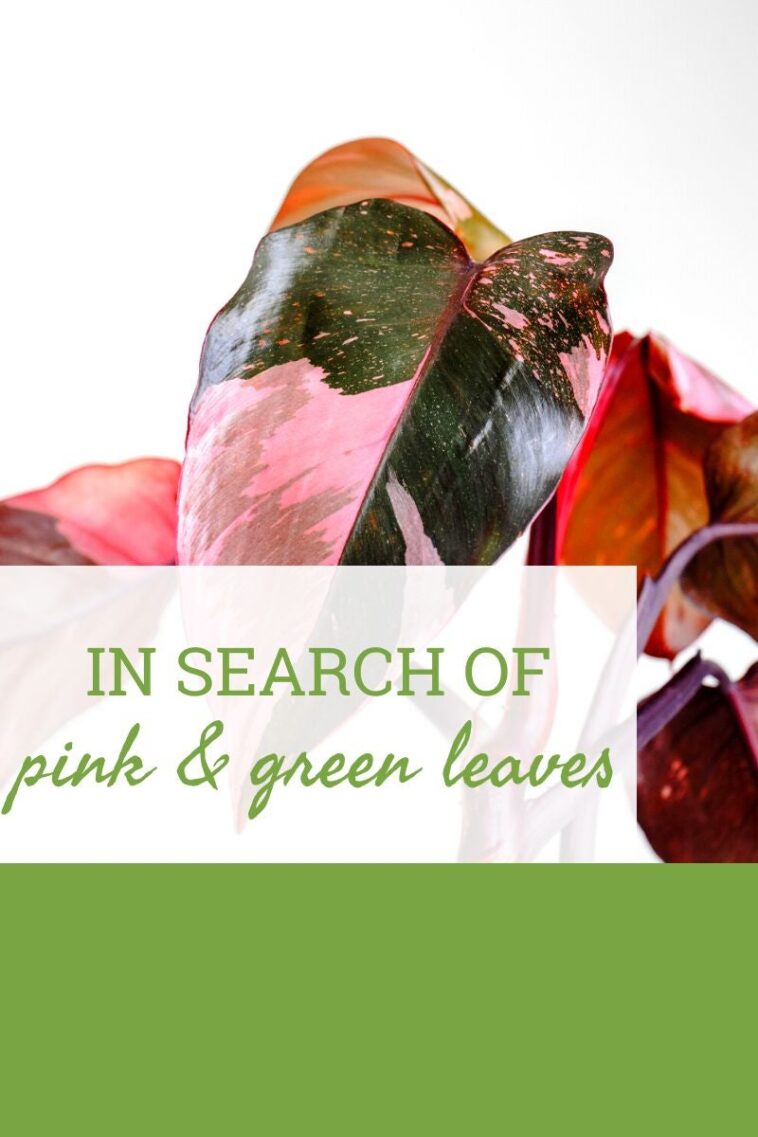 In Search Of A Houseplant With Pink And Green Leaves