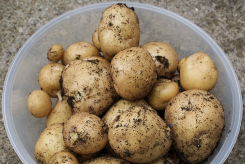 Potato harvest in plastic bowl